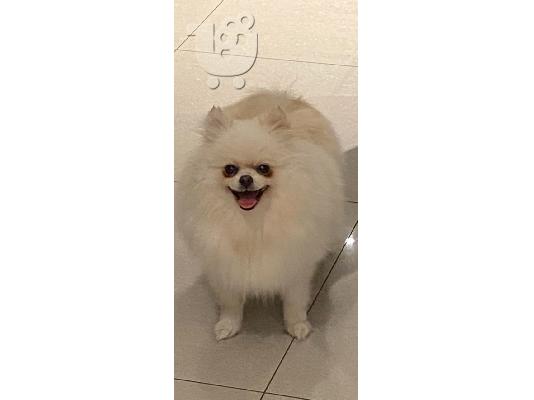PoulaTo: Pomeranian Pup